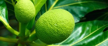Inilah 4 Manfaat Daun Sukun bagi Kesehatan