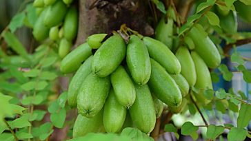 Lima Manfaat Belimbing Wuluh untuk Kesehatan