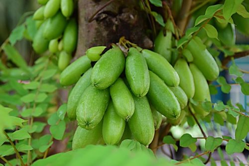 Lima Manfaat Belimbing Wuluh untuk Kesehatan