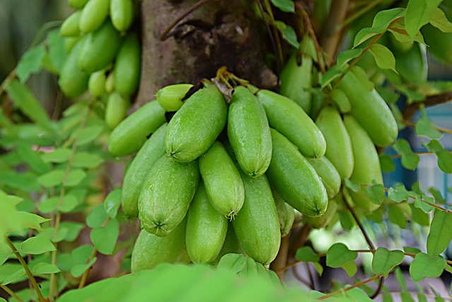 Lima Manfaat Belimbing Wuluh untuk Kesehatan