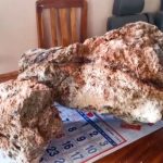 Muntahan Paus Ternyata Dihargai Rp21 Miliar, Untuk Apa?