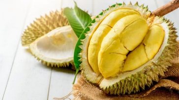 Lima Jenis Durian Populer di Indonesia, Mana Paling Enak?