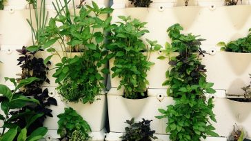 8 Bumbu Dapur Ini Bisa Ditanam di Pot, Bisa Jadi Hiasan Rumah Juga