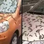 Fakta-Fakta Hujan Cacing di China yang Viral, Apa Penyebabnya?