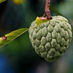 Manfaat Buah Srikaya Untuk Kesehatan, Tapi Waspadai Racunnya