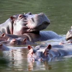 Kuda Nil Peliharaan Gembong Narkoba Pablo Escobar Ancam Ekosistem Kolombia