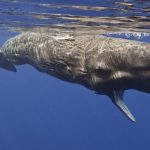 Lima Fakta Unik Paus Sperma, Ikan Pemilik Tenggorokan Terbesar yang Bisa Telan Manusia