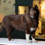 Mengenal Balto, Anjing Pahlawan Estafet Kereta Luncur Alaska 1920 yang Punya Gen Unggul