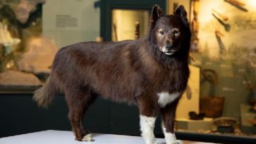 Mengenal Balto, Anjing Pahlawan Estafet Kereta Luncur Alaska 1920 yang Punya Gen Unggul