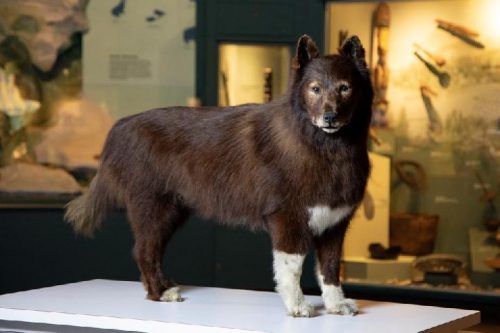 Mengenal Balto, Anjing Pahlawan Estafet Kereta Luncur Alaska 1920 yang Punya Gen Unggul