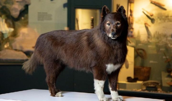 Mengenal Balto, Anjing Pahlawan Estafet Kereta Luncur Alaska 1920 yang Punya Gen Unggul