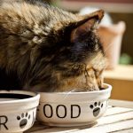 Enam Makanan Manusia Ini Sebaiknya Tidak Diberikan pada Kucing
