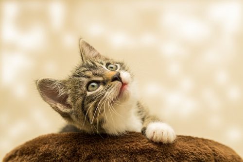 Lima Alasan Kucing Menjadi Hewan Peliharaan Terbaik