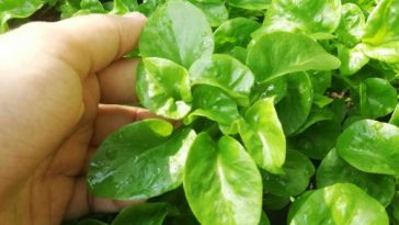 Mengenal Bayam Brazil dan Manfaatnya bagi Kesehatan Tubuh
