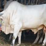 Tips Memilih Hewan Kurban yang Sehat dari Dokter Hewan