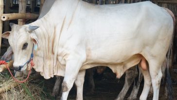 Tips Memilih Hewan Kurban yang Sehat dari Dokter Hewan