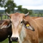 Tidak Semua Hewan Bisa Jadi Kurban, Ini Jenis dan Syarat Hewan Kurban Iduladha