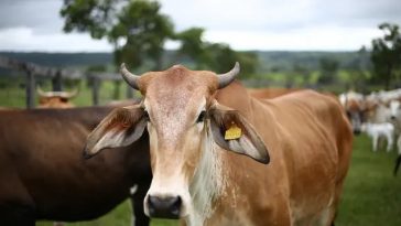 Tidak Semua Hewan Bisa Jadi Kurban, Ini Jenis dan Syarat Hewan Kurban Iduladha
