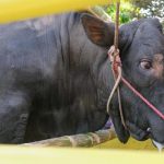 Idul Adha 1444 Hijriah: Ini Kurban Presiden Jokowi dan Wapres Ma'ruf Amin