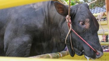 Idul Adha 1444 Hijriah: Ini Kurban Presiden Jokowi dan Wapres Ma'ruf Amin