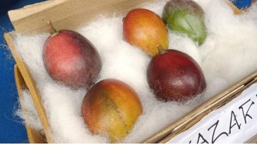 Mangga Termahal di Dunia Asal Jepang Ini Dijual Hampir Rp50 Juta!