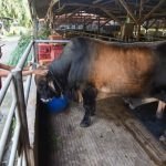 Presiden Jokowi Beli Sapi Warga Deli Serdang untuk Idul Adha, Ini Berat dan Harganya