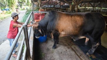 Presiden Jokowi Beli Sapi Warga Deli Serdang untuk Idul Adha, Ini Berat dan Harganya