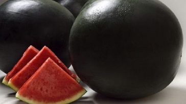 Mengenal Semangka Densuke, Semangka Paling Mahal Asal Jepang Seharga Puluhan Juta Rupiah