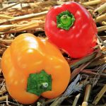 Inilah 5 Manfaat Paprika untuk Kecantikan Kulit, Bisa Bikin Kenyal?