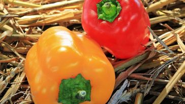 Inilah 5 Manfaat Paprika untuk Kecantikan Kulit, Bisa Bikin Kenyal?