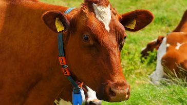 Waspada Kasus Antraks, Kenali Ciri-ciri Daging Sapi yang Terinfeksi