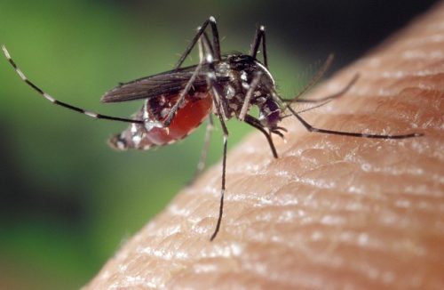 Penyebab Nyamuk Senang Bersarang di Halaman dan Cara Mencegahnya