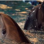 Mata-Mata Inggris: Rusia Tingkatkan Patroli Lumba-Lumba Tempur di Krimea, Dilatih Perang