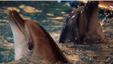 Mata-Mata Inggris: Rusia Tingkatkan Patroli Lumba-Lumba Tempur di Krimea, Dilatih Perang