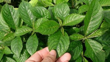 Inilah Sederet Manfaat Daun Pecah Beling dan Cara Mengolahnya