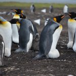 2.000 Penguin Mati Terdampar di Pesisir Pantai Uruguay, Penyebabnya Masih Misteri