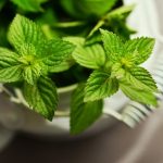 Tujuh Manfaat Daun Mint untuk Kecantikan, Cerahkan Kulit hingga Atasi Mata Panda