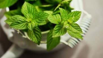 Tujuh Manfaat Daun Mint untuk Kecantikan, Cerahkan Kulit hingga Atasi Mata Panda