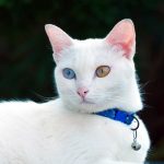 Hari Kucing Sedunia: Inilah Lima Ras Kucing Termahal di Dunia