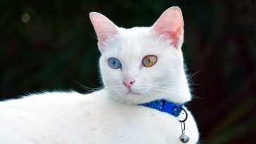 Hari Kucing Sedunia: Inilah Lima Ras Kucing Termahal di Dunia