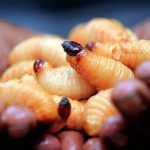 Kandungan Nutrisi Ulat Sagu dan Manfaatnya untuk Kesehatan