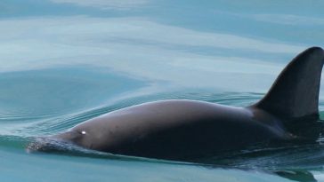 Populasi Menurun Drastis, Komisi Penangkapan Ikan Paus Internasional Peringatkan Ancaman Kepunahan