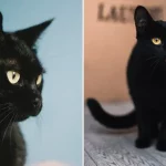 Kisah Blackie, Kucing Hitam Terkaya di Dunia yang Punya Harta Rp489 Miliar