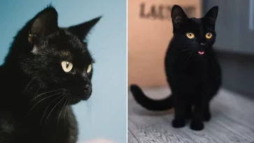 Kisah Blackie, Kucing Hitam Terkaya di Dunia yang Punya Harta Rp489 Miliar