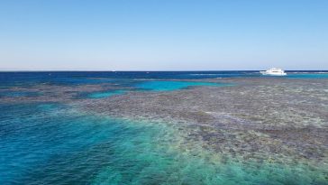 Suhu Lautan Terlalu Panas, Ilmuwan Berencana Pindahkan Terumbu Karang