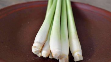 Bisakah Air Rebusan Sereh Turunkan Asam Urat Tinggi?