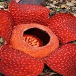 Bunga Bangkai Raflesia Arnoldi Masuk Daftar Tanaman Terancam Punah