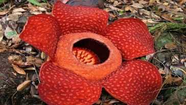 Bunga Bangkai Raflesia Arnoldi Masuk Daftar Tanaman Terancam Punah
