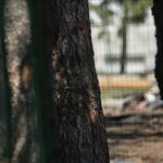 Riset Temukan 1.000 Kasus Pelecehan Seksual di Gereja Katolik Swiss Sejak 1950