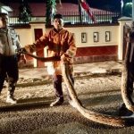 Ular Piton 7 Meter Ditemukan di Depan Mapolres Sinjai, Damkar Evakuasi